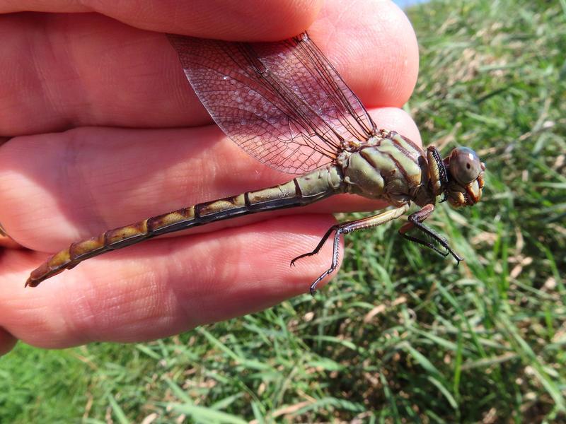 Photo of Russet-tipped Clubtail