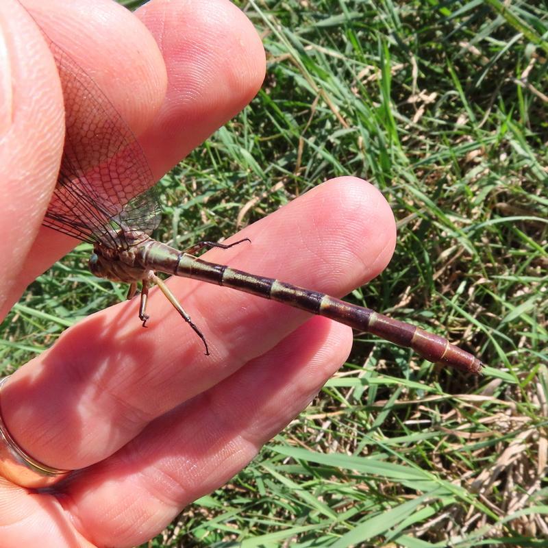 Photo of Russet-tipped Clubtail