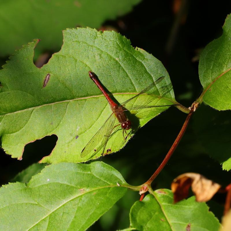 Photo of Autumn Meadowhawk