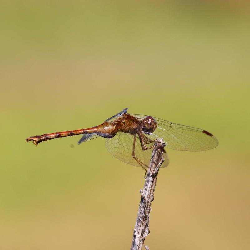 Photo of Autumn Meadowhawk