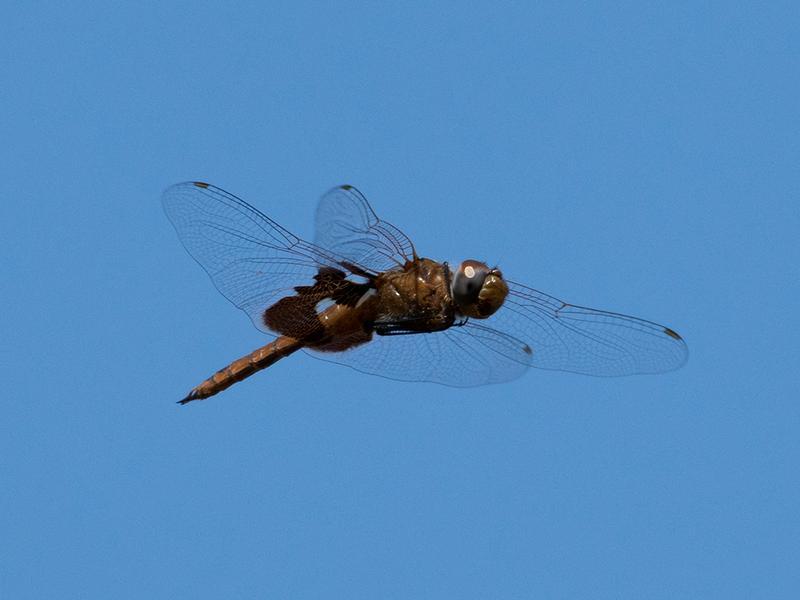 Photo of Red Saddlebags