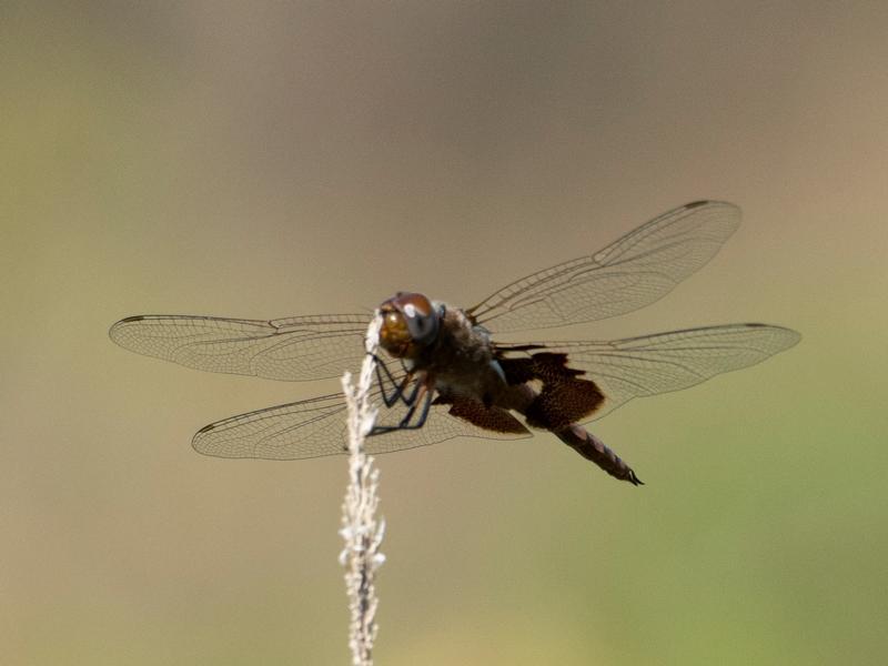 Photo of Red Saddlebags