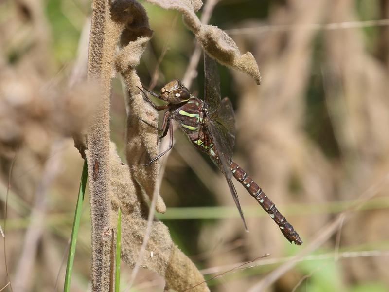 Photo of Shadow Darner