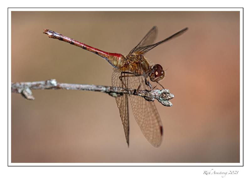 Photo of Autumn Meadowhawk