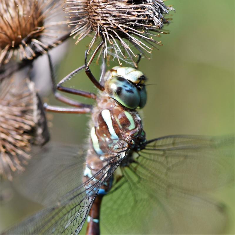 Photo of Shadow Darner