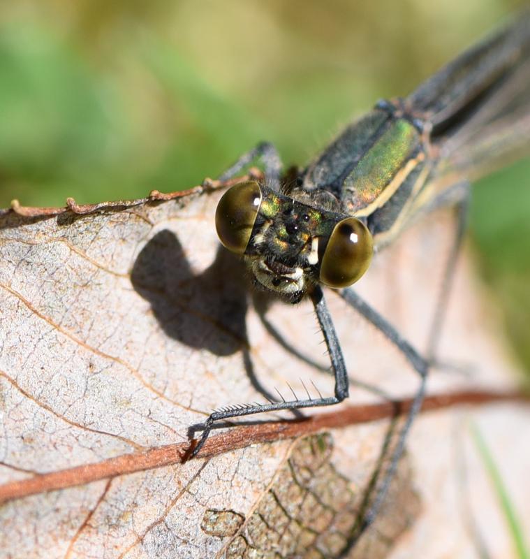 Photo of American Rubyspot