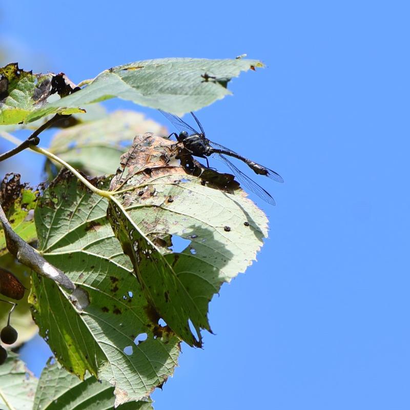 Photo of Arrow Clubtail