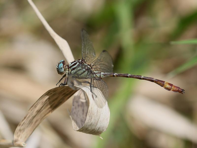 Photo of Russet-tipped Clubtail