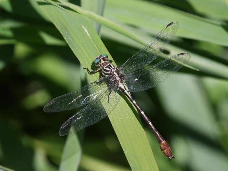 Photo of Russet-tipped Clubtail