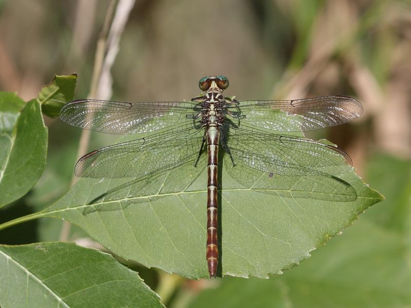 Photo of Russet-tipped Clubtail