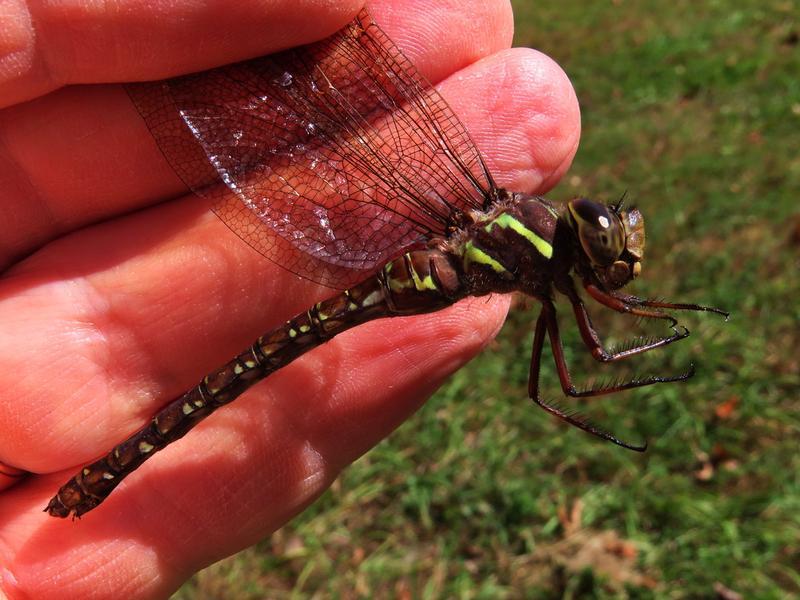 Photo of Shadow Darner