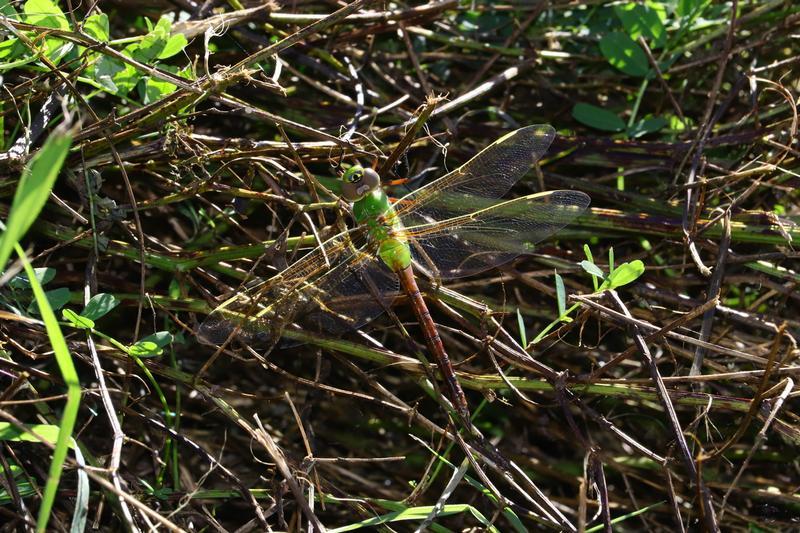 Photo of Common Green Darner