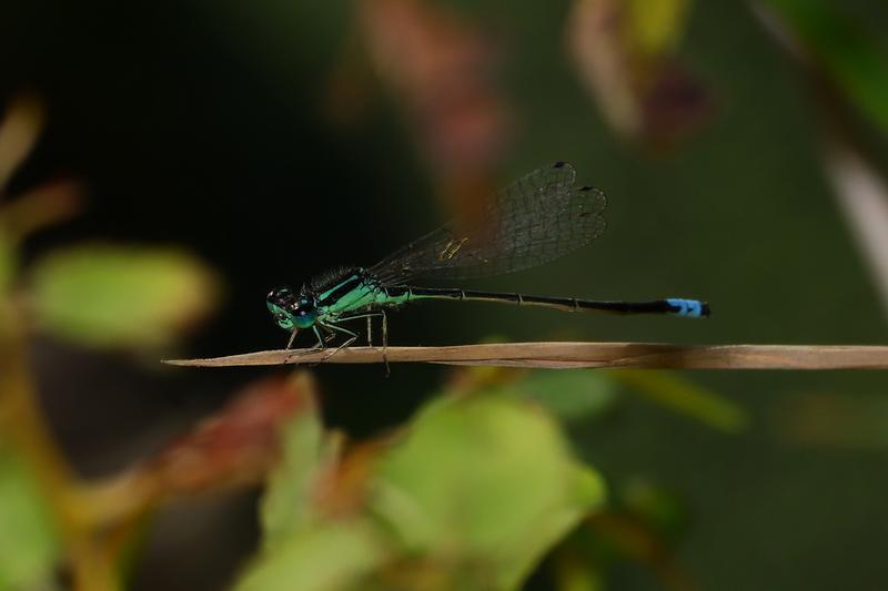 Photo of Eastern Forktail