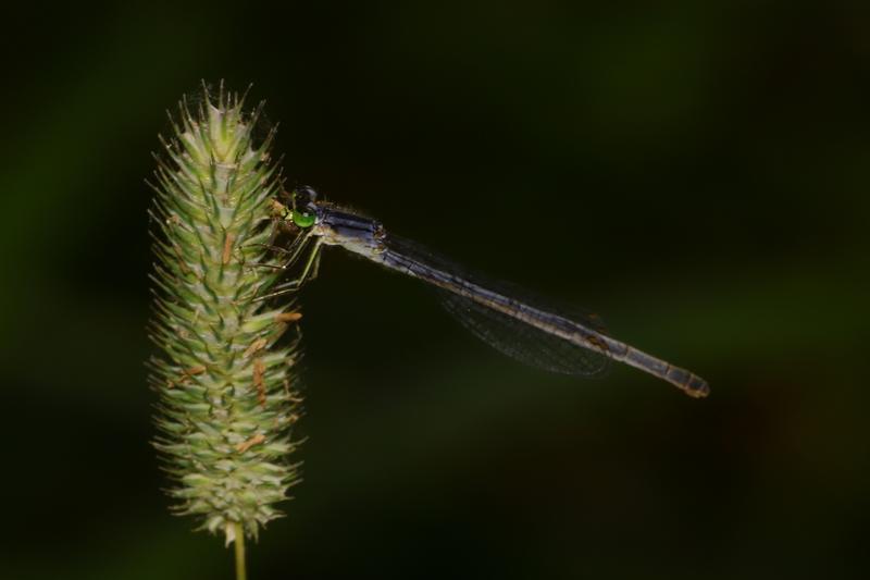 Photo of Eastern Forktail