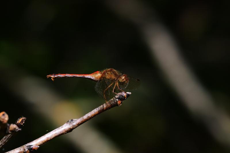 Photo of Autumn Meadowhawk