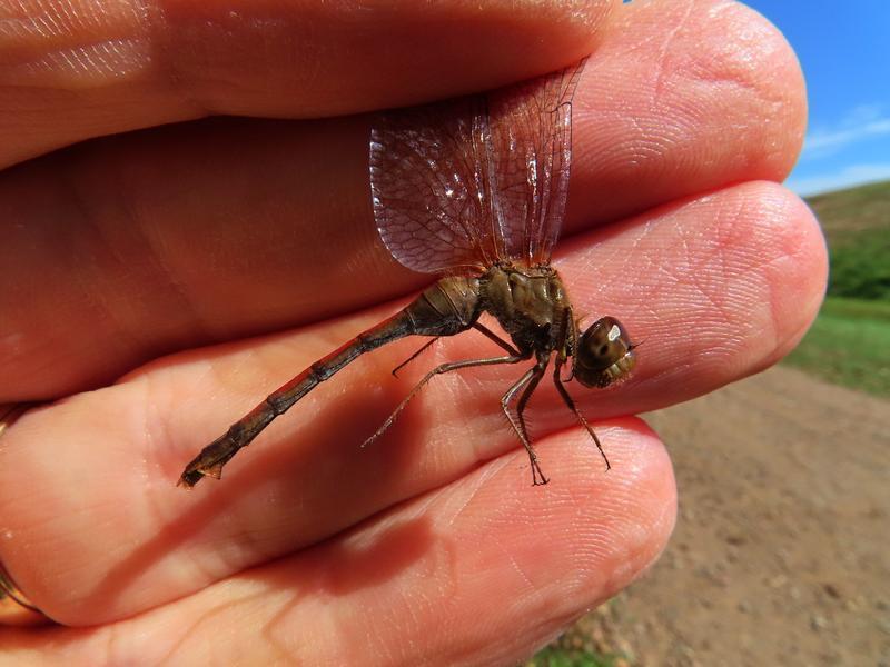 Photo of Autumn Meadowhawk