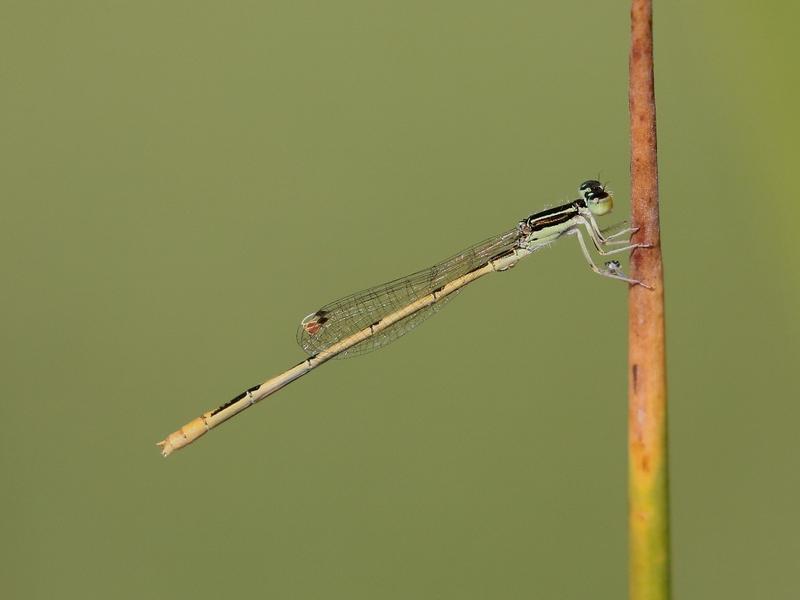 Photo of Citrine Forktail