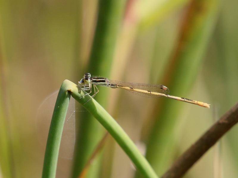 Photo of Citrine Forktail