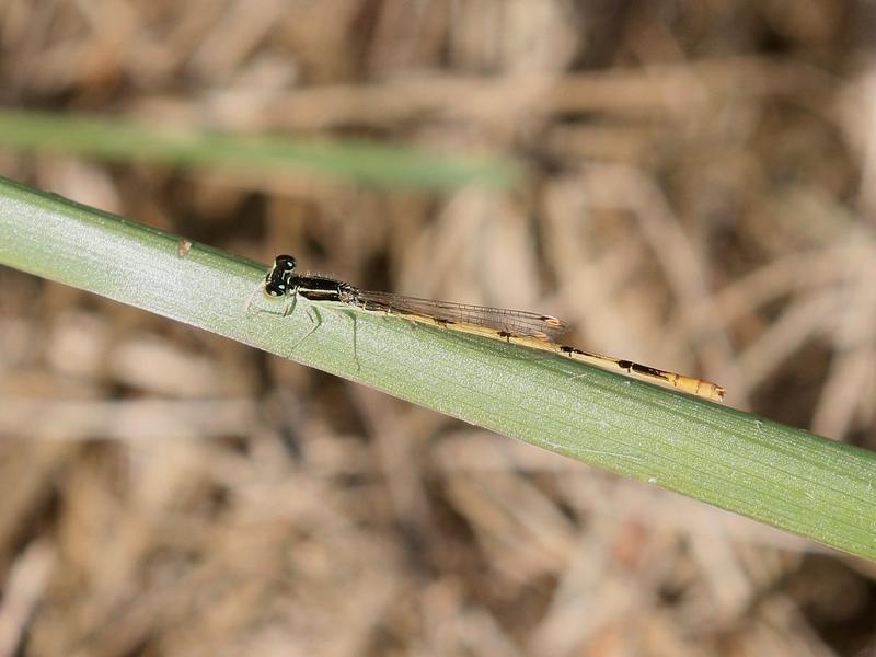 Photo of Citrine Forktail