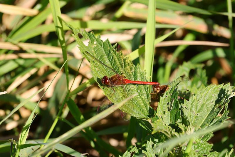 Photo of Autumn Meadowhawk