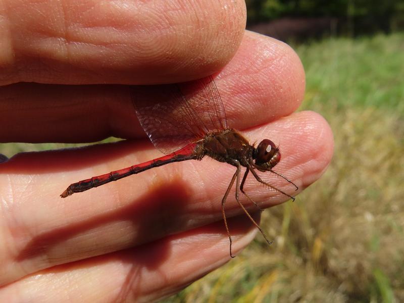 Photo of Autumn Meadowhawk
