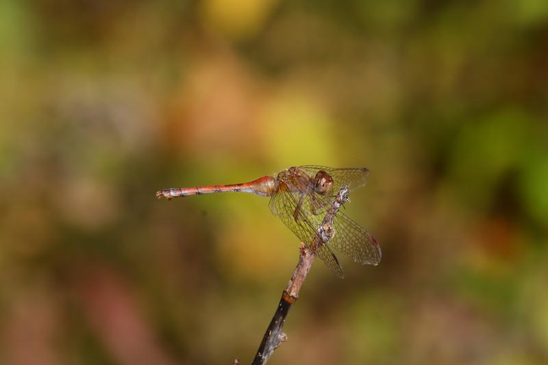 Photo of Autumn Meadowhawk