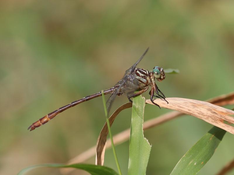 Photo of Russet-tipped Clubtail