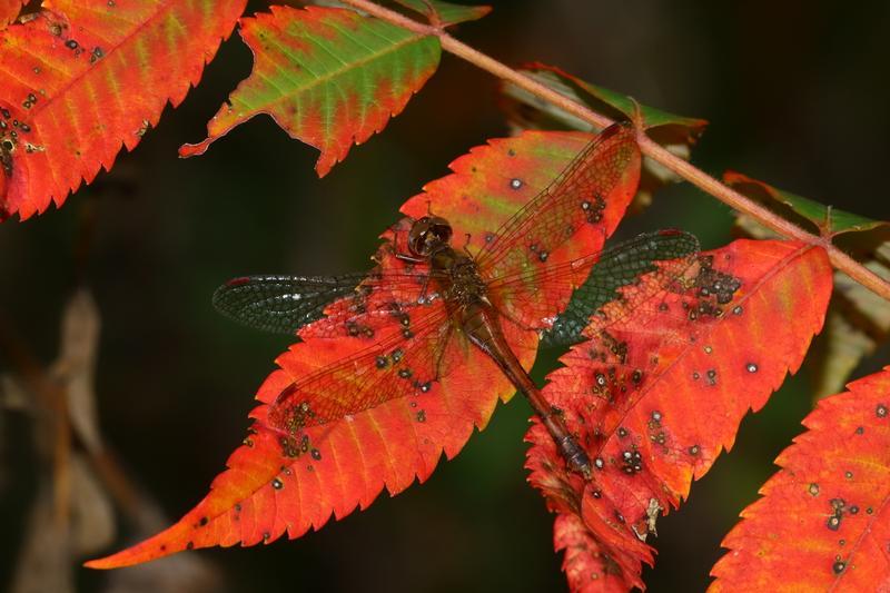 Photo of Autumn Meadowhawk