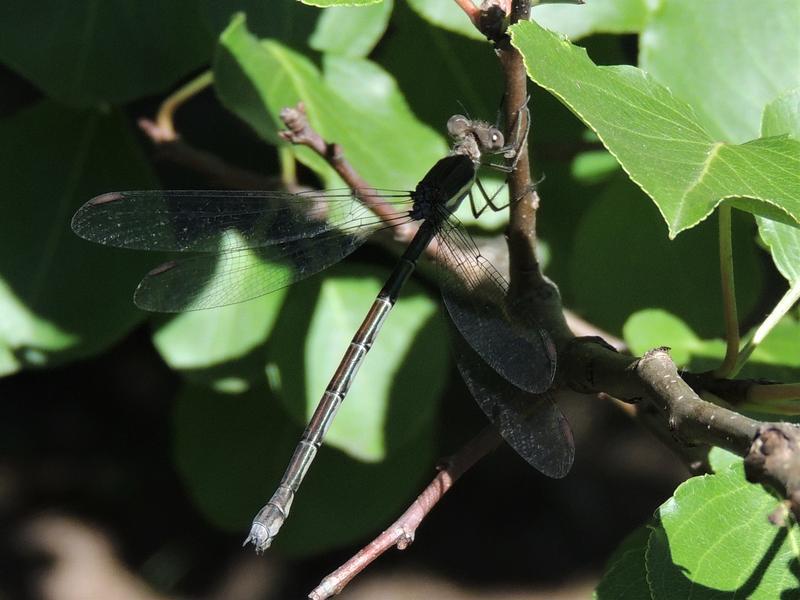 Photo of Great Spreadwing