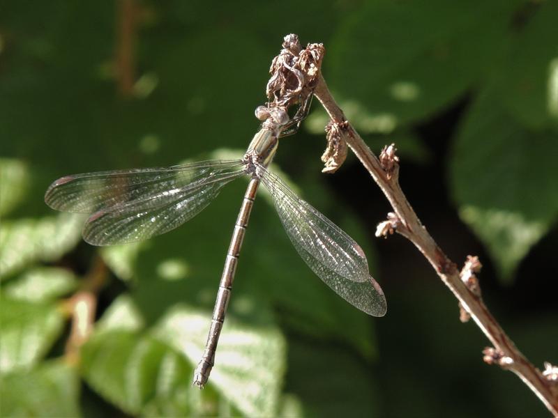 Photo of Great Spreadwing