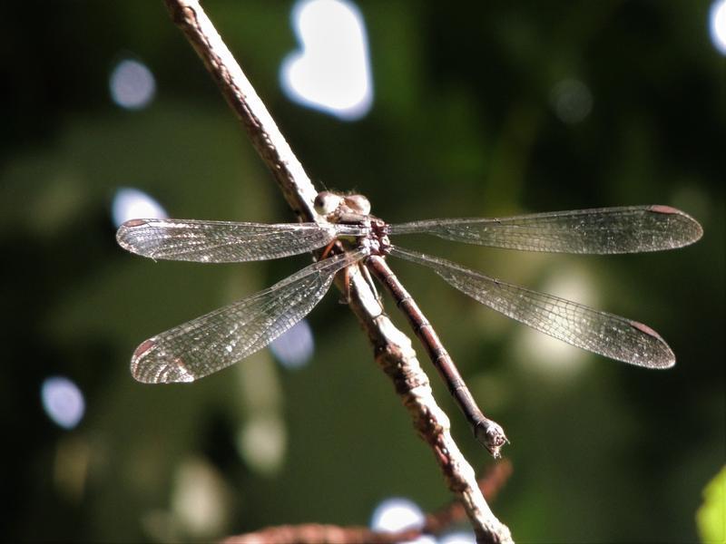 Photo of Great Spreadwing