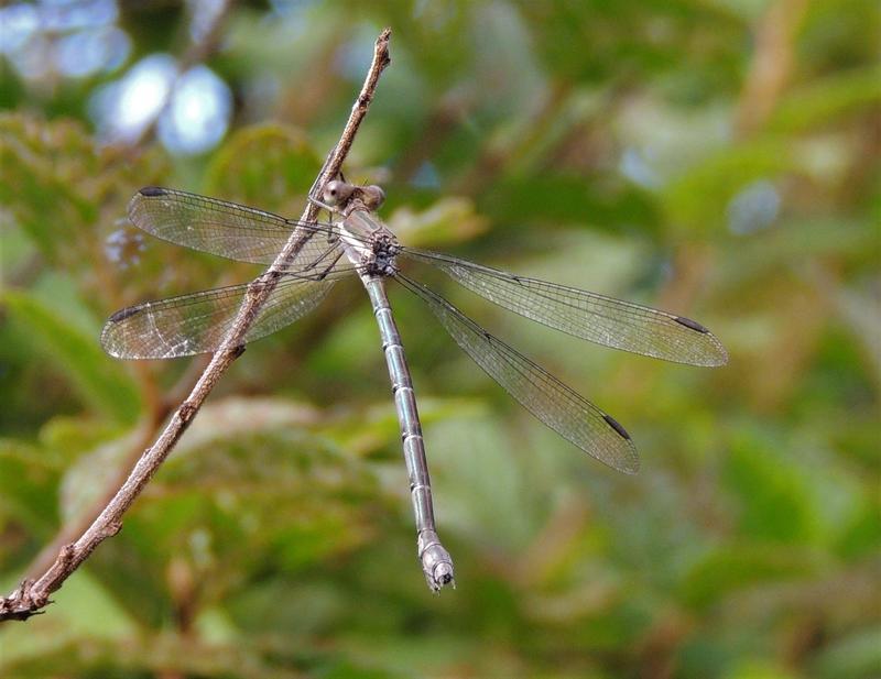 Photo of Great Spreadwing