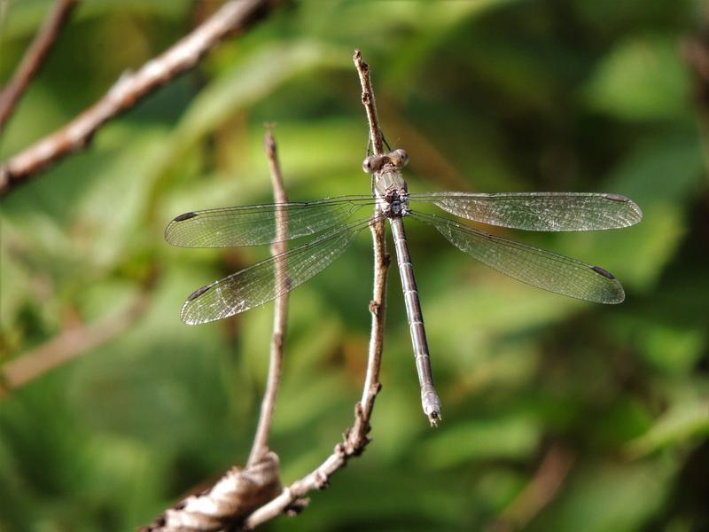 Photo of Great Spreadwing