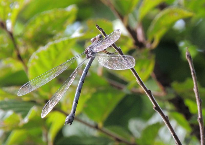 Photo of Great Spreadwing