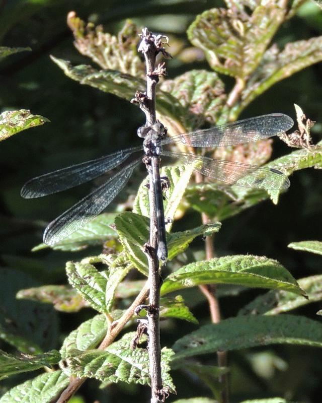 Photo of Great Spreadwing