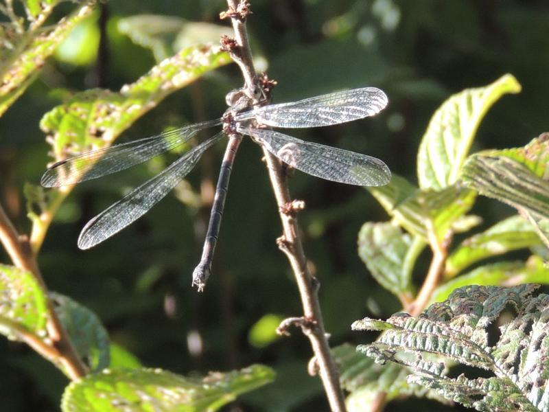 Photo of Great Spreadwing