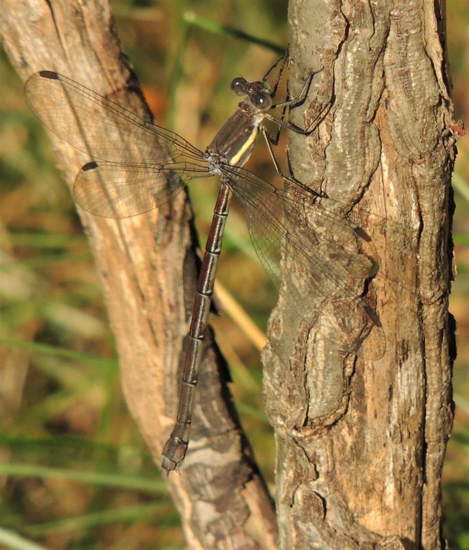 Photo of Great Spreadwing