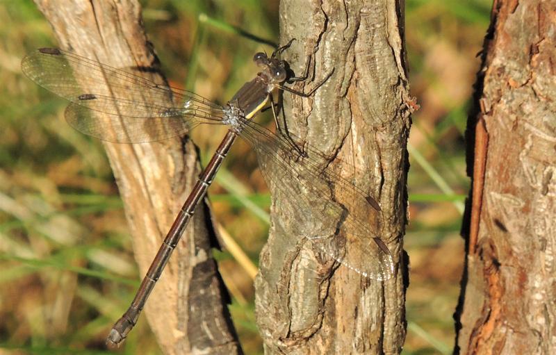 Photo of Great Spreadwing