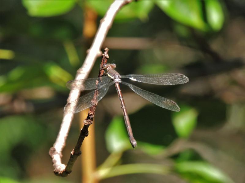 Photo of Great Spreadwing