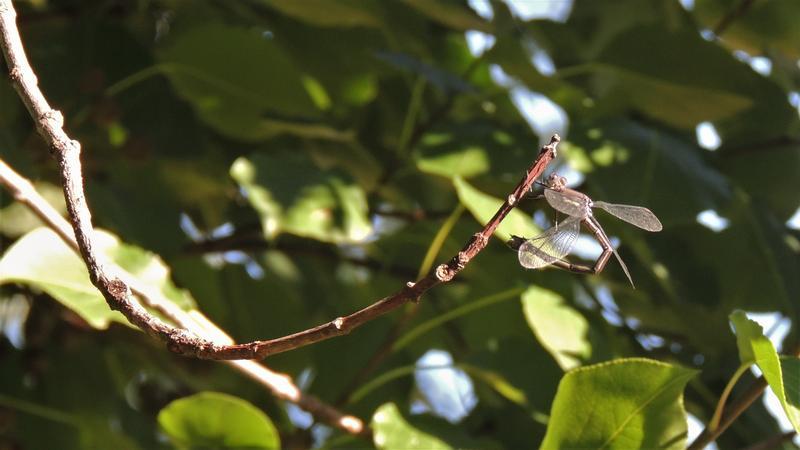 Photo of Great Spreadwing