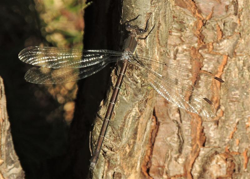 Photo of Great Spreadwing