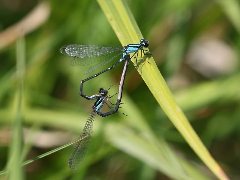 Photo of Skimming Bluet