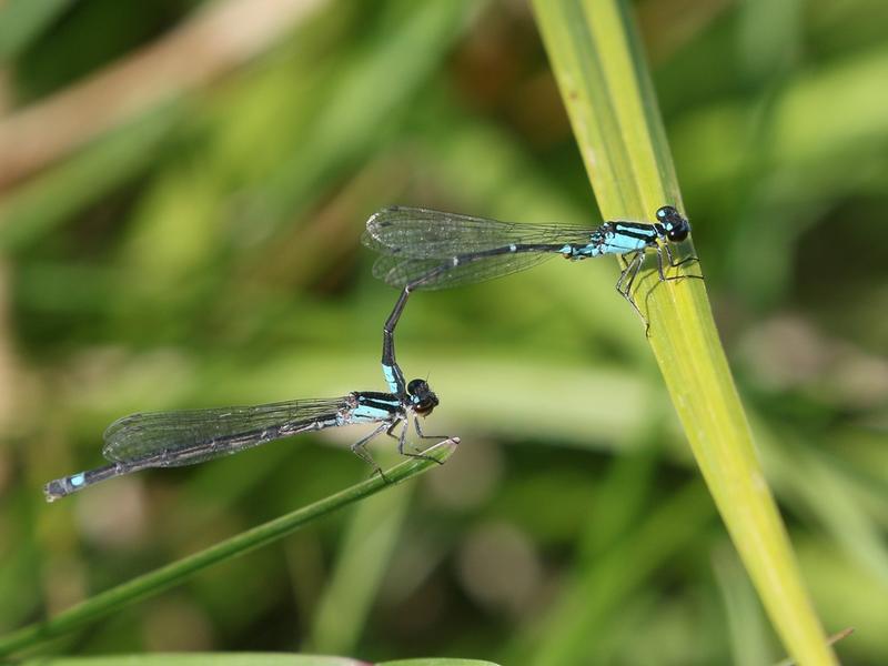 Photo of Skimming Bluet