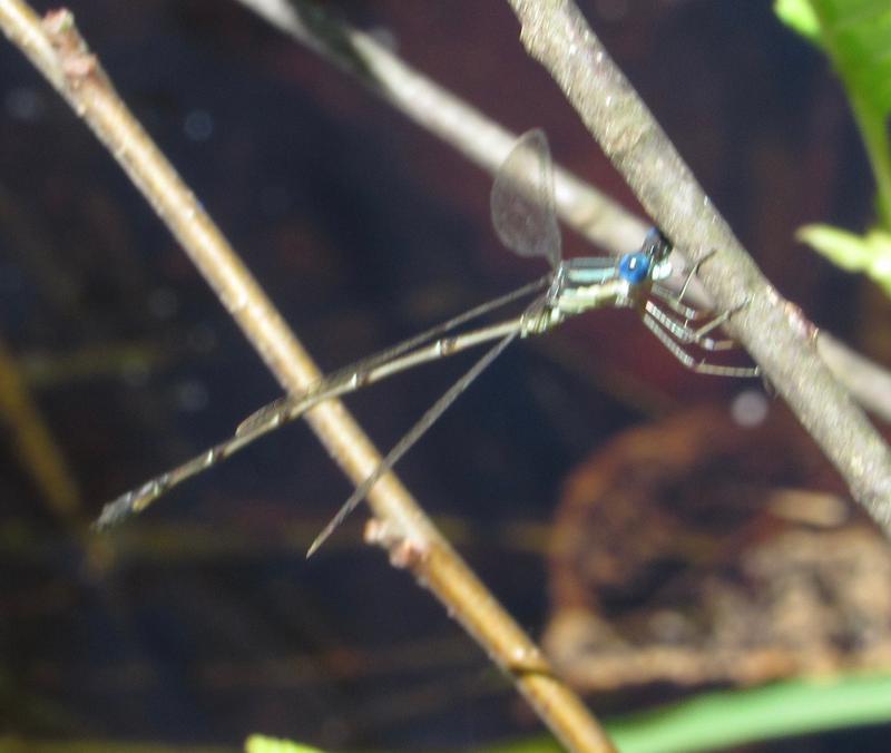 Photo of Slender Spreadwing