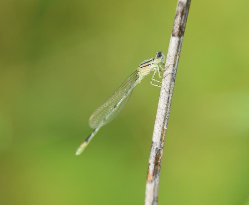 Photo of Familiar Bluet