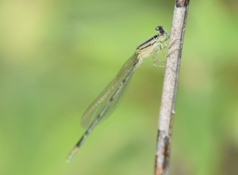 Photo of Familiar Bluet