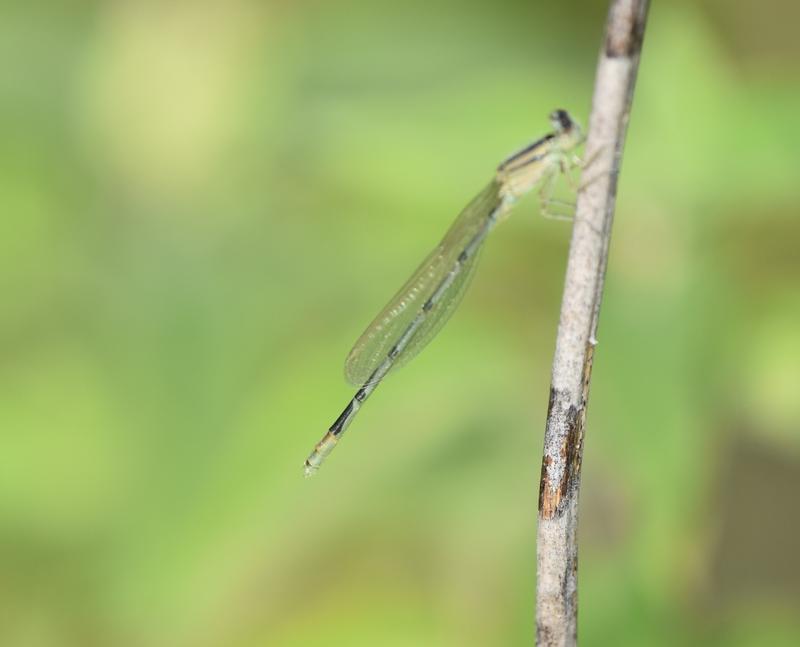 Photo of Familiar Bluet