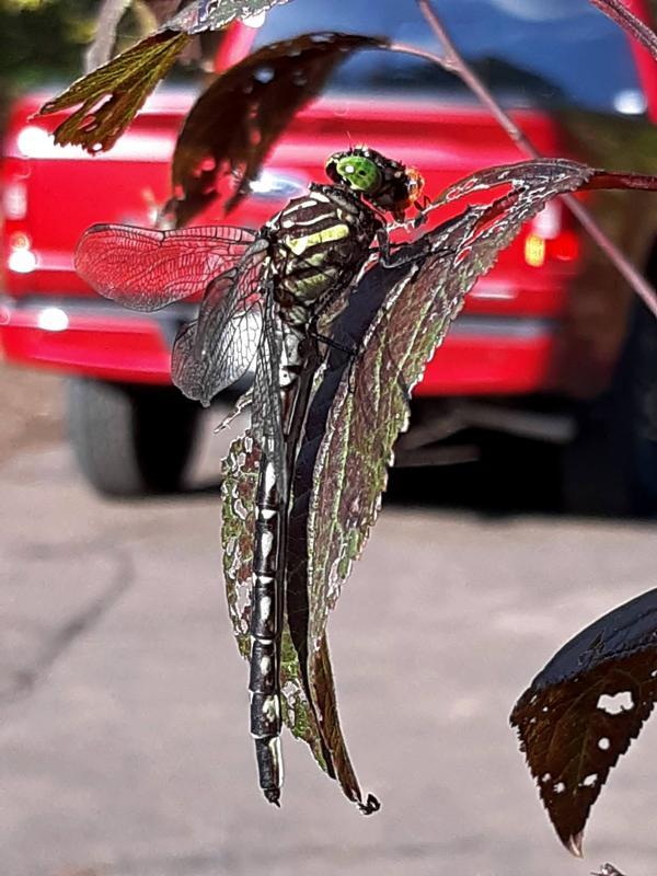 Photo of Arrow Clubtail