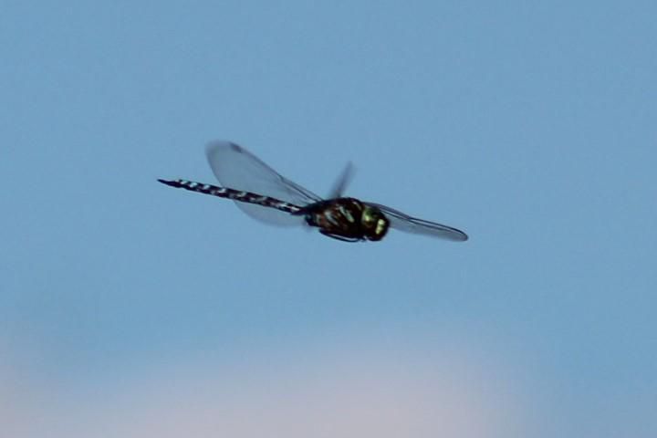 Photo of Canada Darner