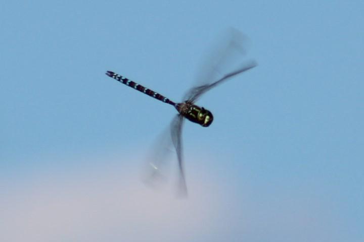 Photo of Canada Darner